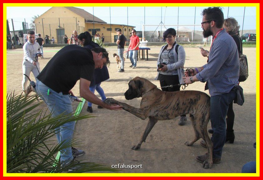 180311 mostra_canina 180.jpg